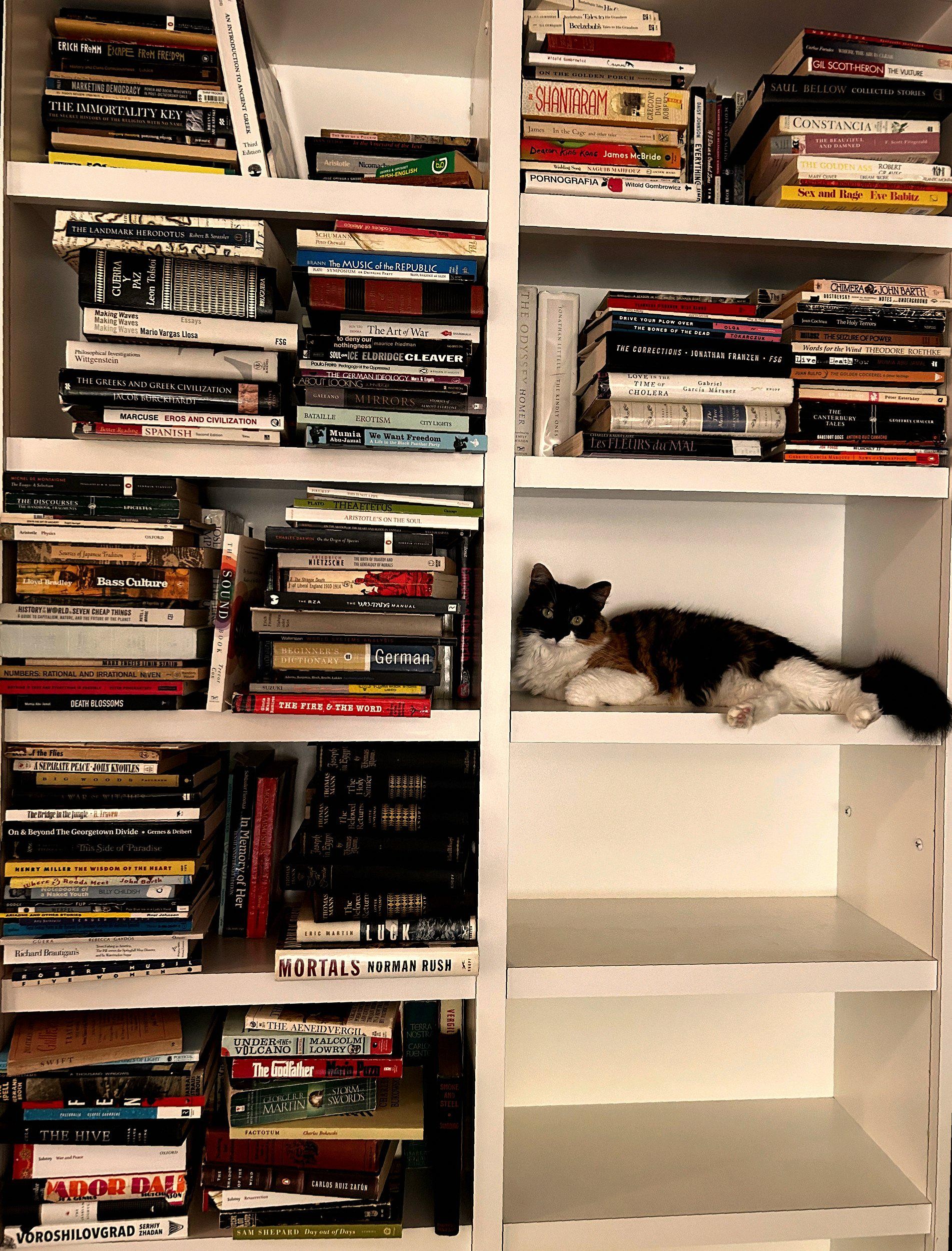 Bookshelf collection